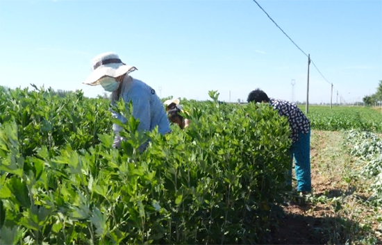 阜城县：艾草飘香收割忙 乡村振兴添新章