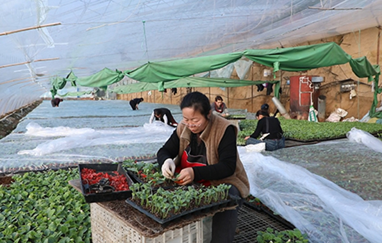 指尖“嫁接”新丰景