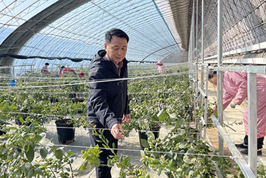 “茄子大王”的蓝莓梦 ​