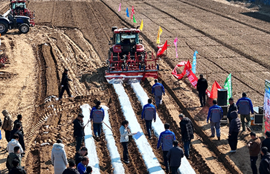 饶阳县机械化作业助力红薯产业跑出 振兴“加速度”