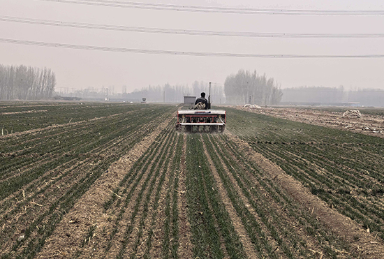 麦田“加餐” 桃园“梳妆”！阜城霞口镇抢抓农时奏响“春管进行曲”