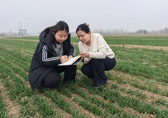 扫码知风力 科学抓春管 武邑农业气象服务进麦田